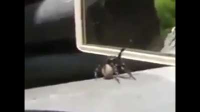 Spider