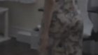 The jiggle 👀