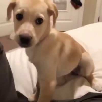 Doggo takes a bite