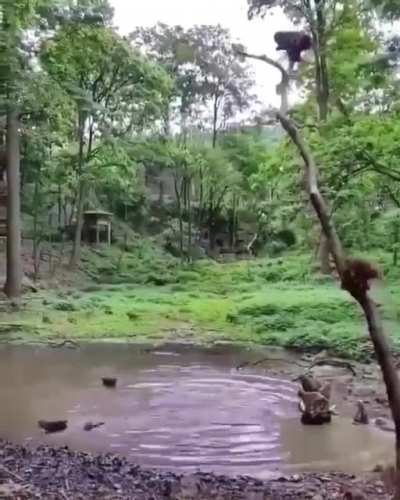 🔥 Monkeys in jungle diving