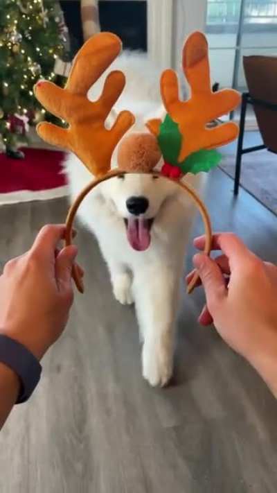 It’s beginning to look a lot like Christmas