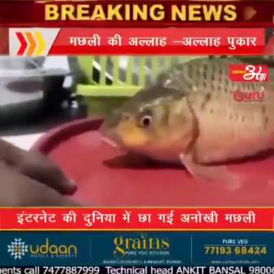 fish