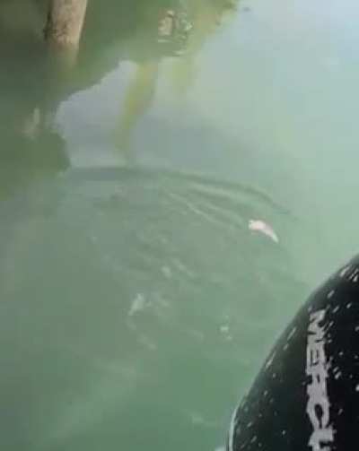 Giant shark swimming in Florida canal