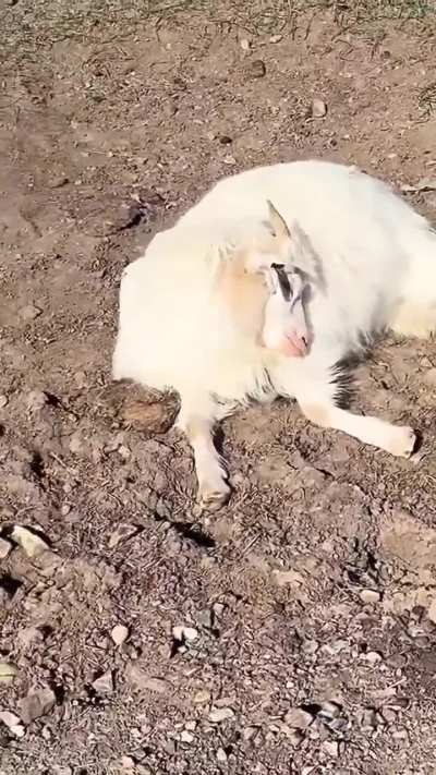 Goat realizing she slept through her herd leaving