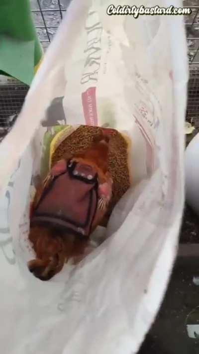 Chimken snäcc