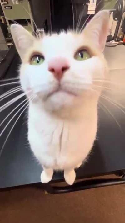 Silly wunker