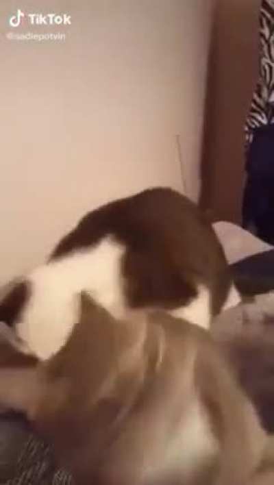 MEOW