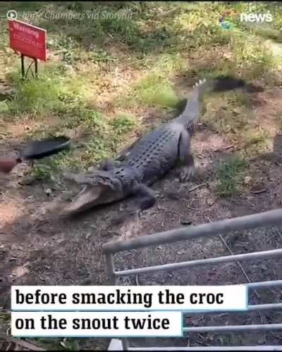 Using a frying pan on a crocodile