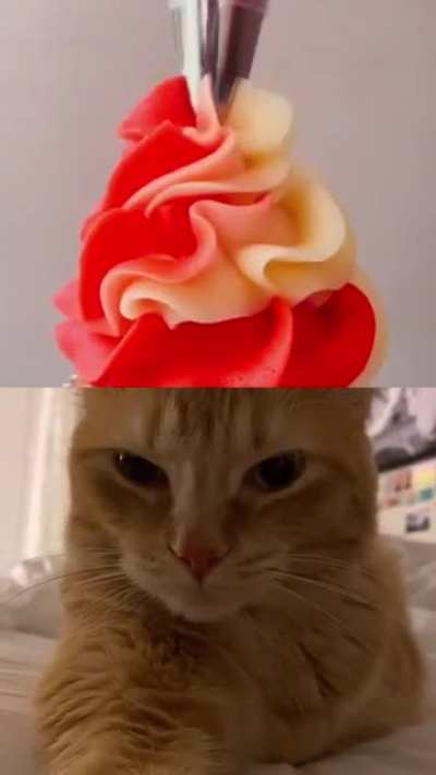 gatinho cupcake 🥰