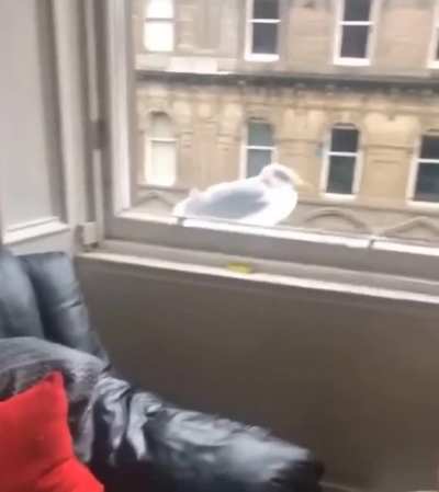 And the bird took it personally