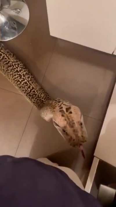 curious wunk