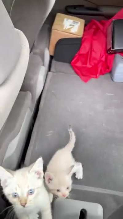 And that's how you end up with 18 cats, aftermath in vehicle