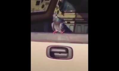 🕊🍆