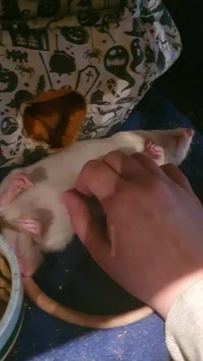 Belly rubs plez