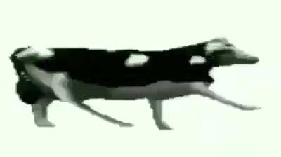 بقرة سيمان الذوق السليم