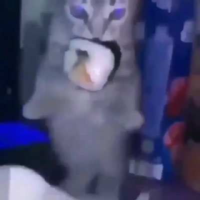 Stupid cat