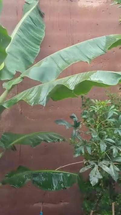 Rain in this big banana tree in front of my room
