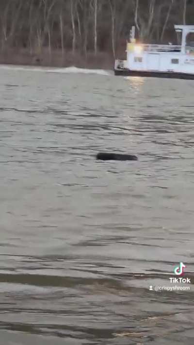 Holy shit is that a tire?