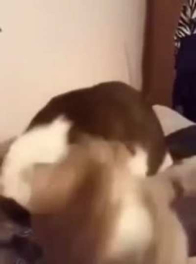 Cats fighting but with Tom and Jerry sounds