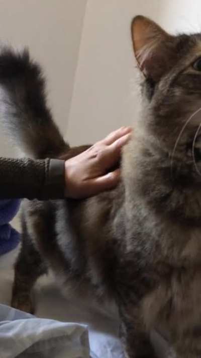 My fatty enjoying morning pets