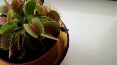 Wasp barely escapes a Venus flytrap
