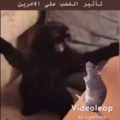 Rulę