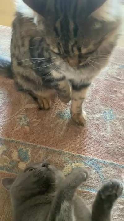 Two of my cats were playing / fighting, and I saw an opportunity
