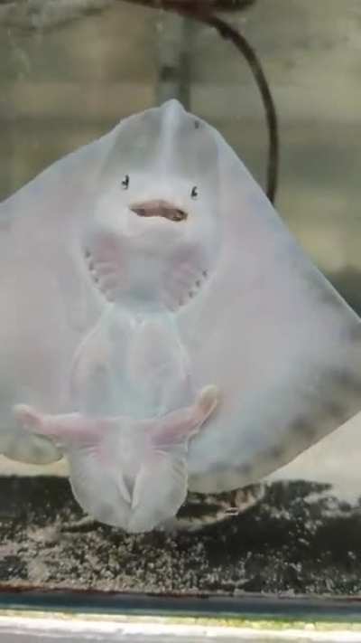 The face of a little ray