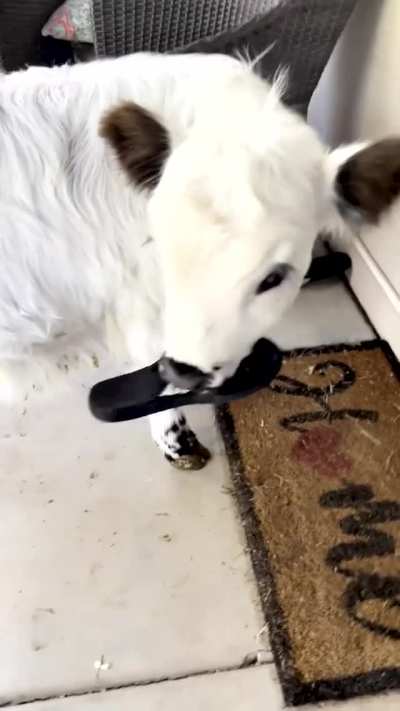 Ooopsiiee.. put that down little coo