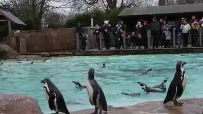 Penguins at London Zoo