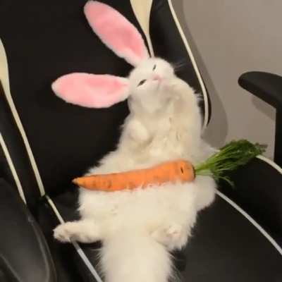 Cabbit