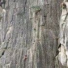 Monkeys climbing on a mountain.