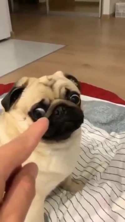 Puggers
