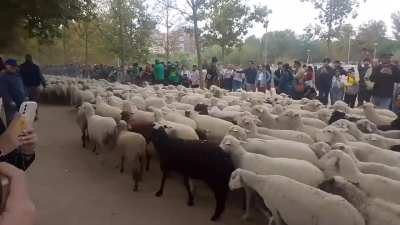 Madrid big sheep day (trashumancia)