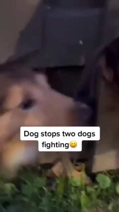 Good boy