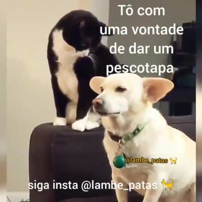 Voa, arrombado