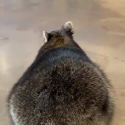 I present to you,a chonky raccoon
