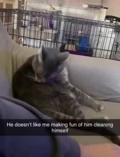 Angry kitty!