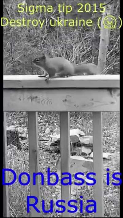 Sigma rus squirrel