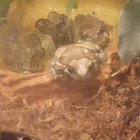 Finally got a good recording of my babies shouting. I love how they have different voices!