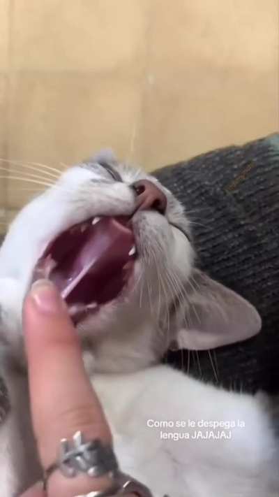 mewunkus