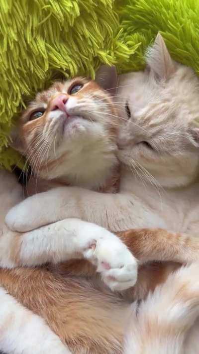 Her: Would you still love me if I were a human?🥺 Him: yes💕👩‍❤️‍💋‍👨🐱