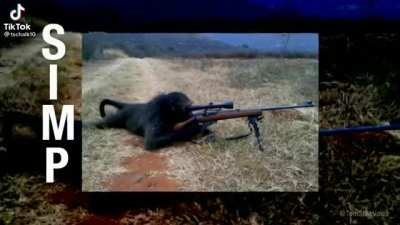 Monkey