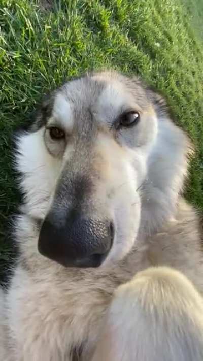 ~WoLfDoGs r AgGrEsSiVe aNd ShOuLdN’T bE pEtS~