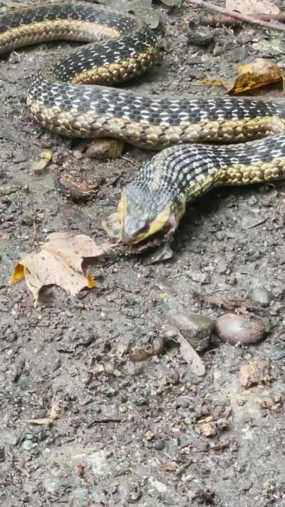 Mother of all garter snakes eats a toad alive