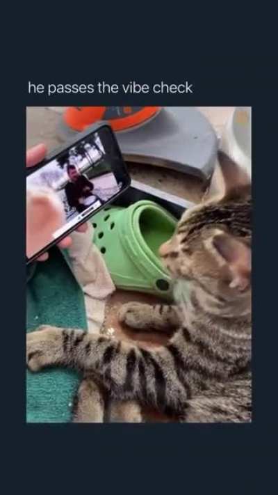 Cat passed the vibe check