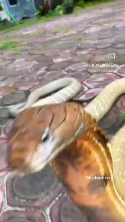 Danger wunkoodle