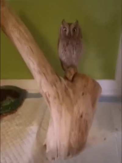 Excuse me, did you lose your feather? - Простите, вы потеряли перо?