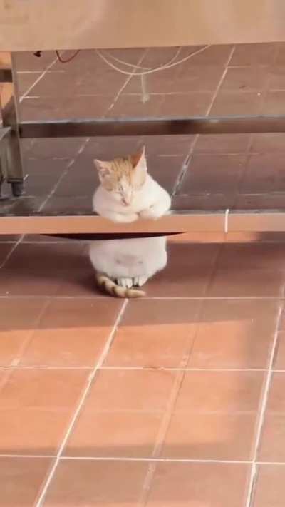 Elegant Cat