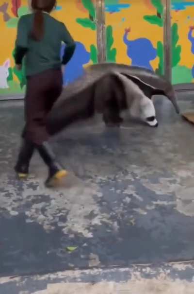 Anteaters' foreleg looks like the head of a separate animal,